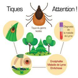 Prévention Maladie De Lyme